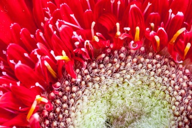 La flor roja descubre su complejidad al fotografiarla con un Canon EF-S 60 Macro, © mateoht 1990-2013 - http://lafotodeldia.net