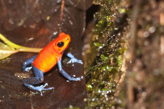 Rana tropical Blue Jeans. Vive en el bosque húmedo de Costa Rica y Centroamérica. © mateoht 1990-2013 - http://lafotodeldia.net