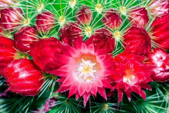 Flor de cactus. © mateoht 1990-2013 - http://lafotodeldia.net