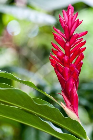 Flor en la selva, Costa Rica. © mateoht 1990-2014 - http://lafotodeldia.net