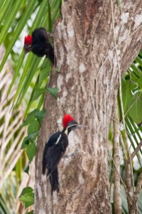 Pájaros carpinteros en Costa Rica. © mateoht 1990-2014 - http://lafotodeldia.net